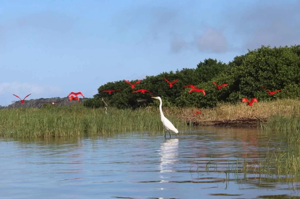 Mitos e verdades sobre a Canoagem Oceânica. Verdade: Conexão com a natureza