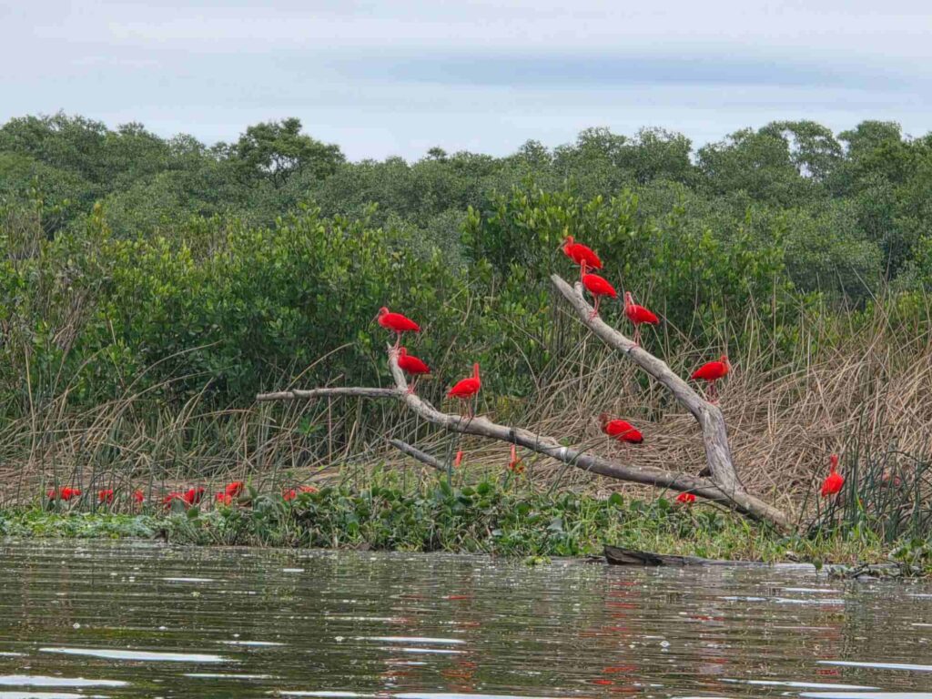 Guarás no segundo dia da 2ªCircunavegação de Iguape